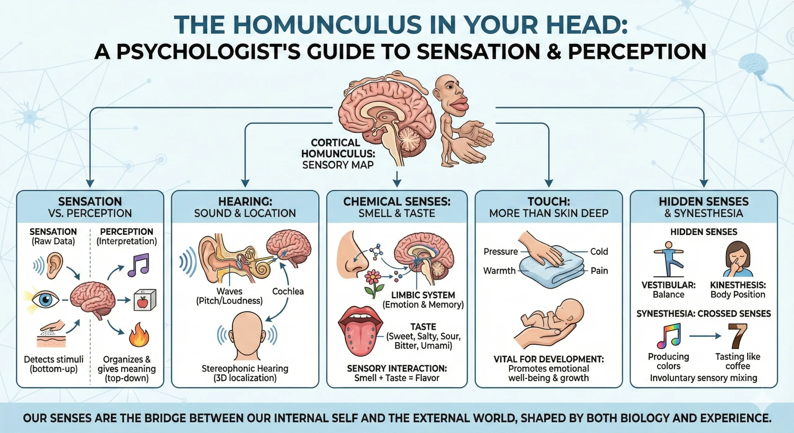 The Homunculus in Your Head